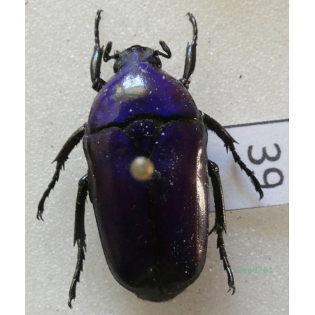 Chlorocala africana oertzeni Kolbe, 1895 ex. ovo Tanzania39